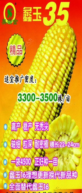 鑫玉玉米图片