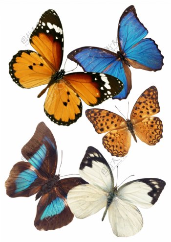 蝴蝶素材图片