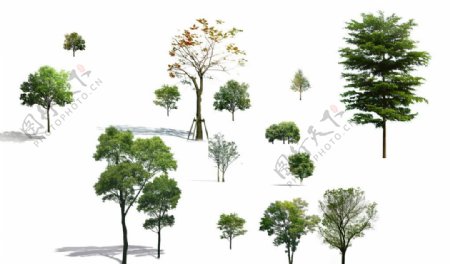 树常用树图片