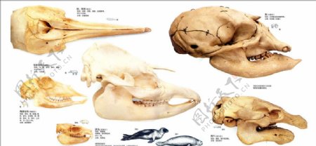 鸟的生存鸟类颅骨图片
