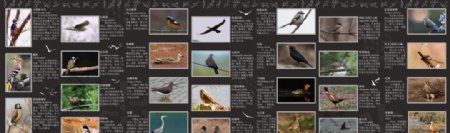 渭河鸟类图册图片