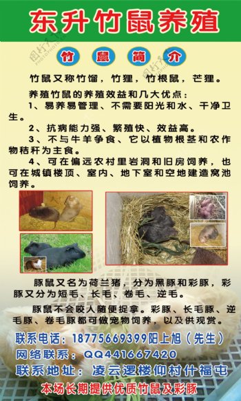 竹鼠养殖宣传单图片