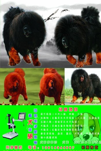 藏獒兽药图片
