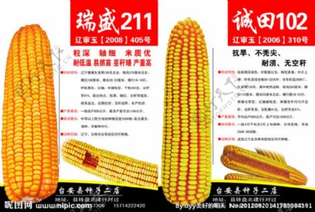 玉米种子玉米彩页种子宣传单图片