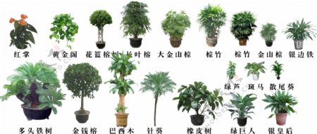 多类植物1图片