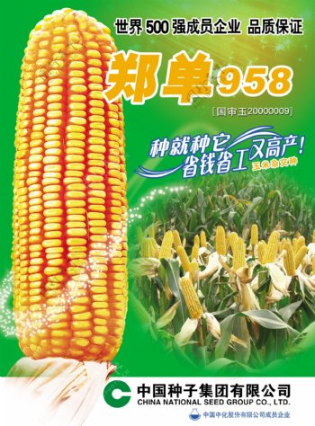 郑单958玉米宣传页图片
