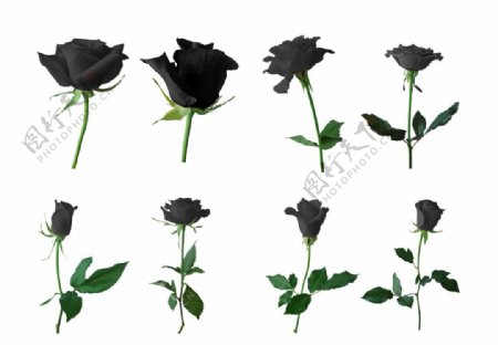 高精度黑玫瑰图片