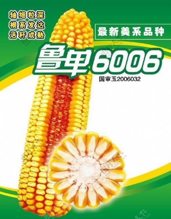鲁单6006玉米图片