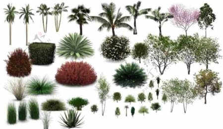 植物素材图片