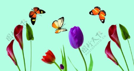 蝴蝶与花图片