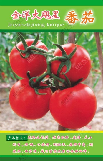 番茄产品推介图片