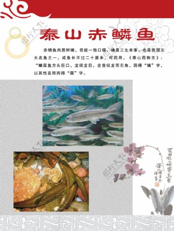 泰山赤鳞鱼图片