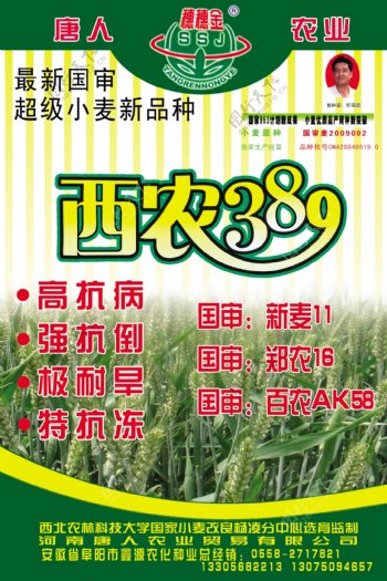 小麦宣传单页农作物宣传彩页素材绿色图片