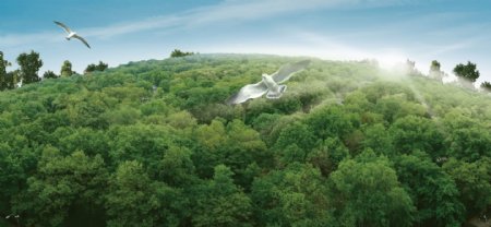 森林上空飞翔的鸟图片