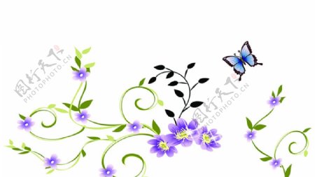 紫花蝴蝶图片