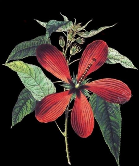 圣经植物手绘植物抠图图片