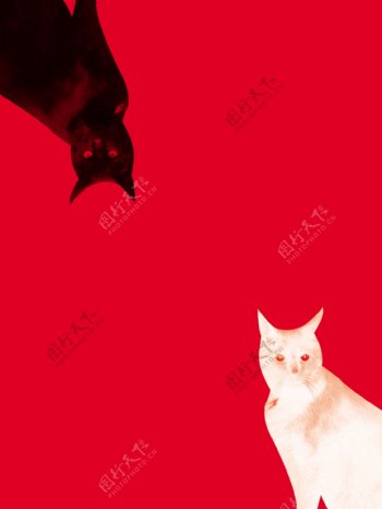 黑猫白猫图片