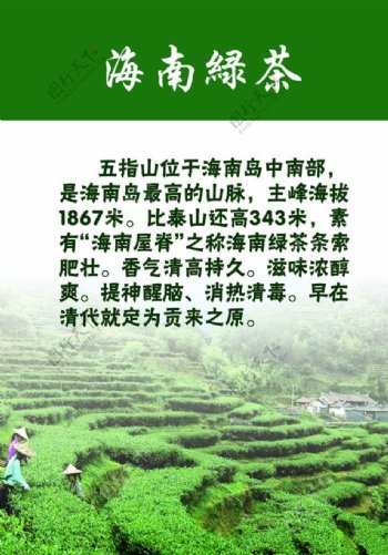 海南绿茶图片