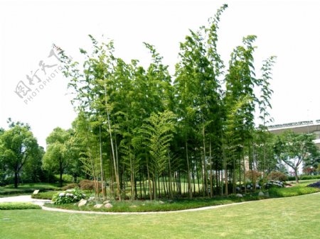 景观竹子图片