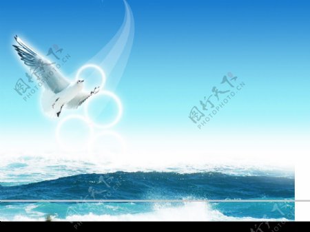海鸥大海光环图片