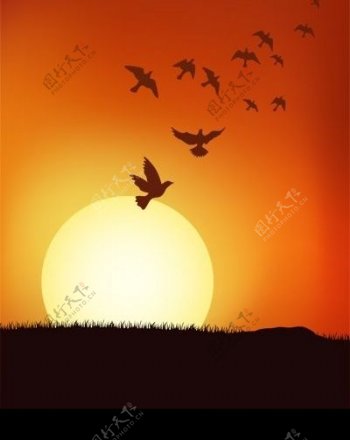 日落下的鸟群图片