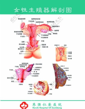 女性生殖器解剖图谱图片