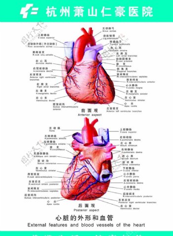 心脏外形和血管图片
