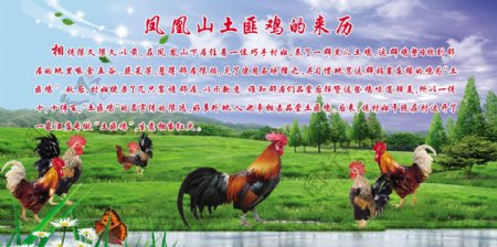 蓝天草原风景公鸡图片