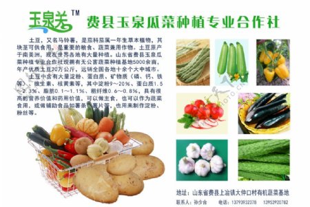 蔬菜产品宣传彩页图片