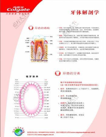 口腔宣传单牙体解剖学图片