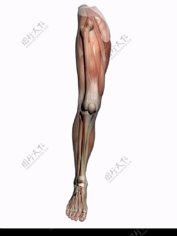 肌肉人体模型0048