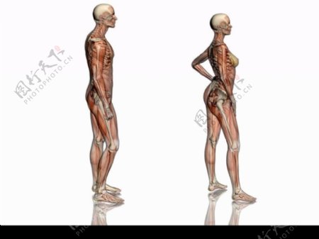 肌肉人体模型0080