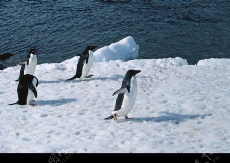 企鹅世界0225