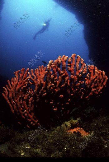 深海动物0002