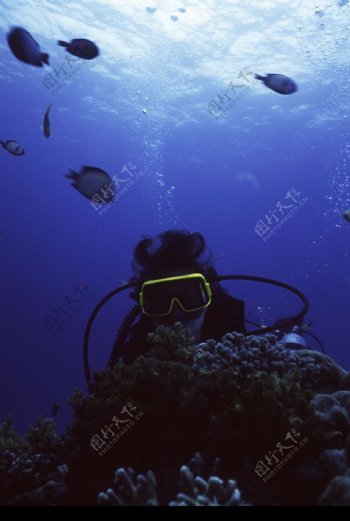深海动物0051
