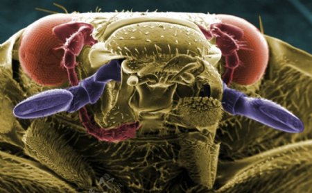 昆虫显微镜图片0001
