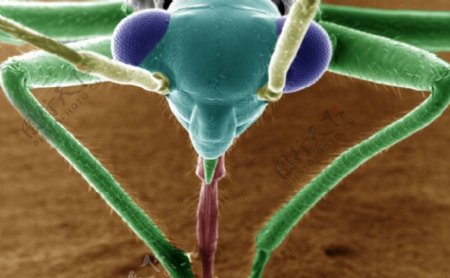 昆虫显微镜图片0010