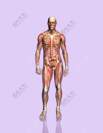肌肉人体模型0153