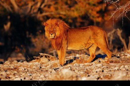 狮虎豹0285