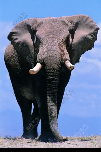 大象王国0257