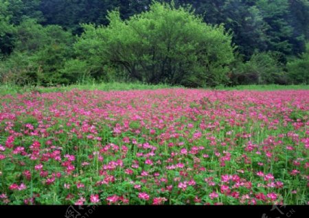 油菜花开0057