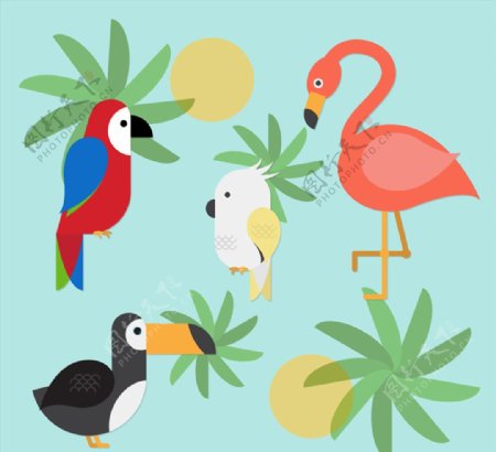 4款彩色热带鸟类设计矢量素材