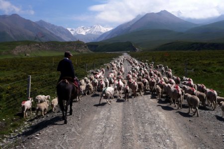 赶路的羊群