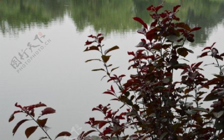 植物园风景