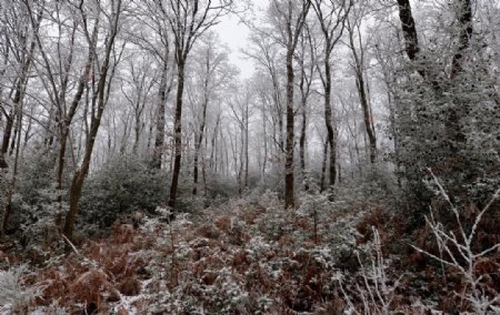 冬天树林风景
