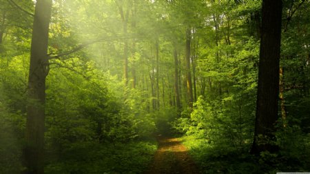 光照森林摄影图