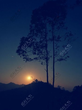树与夕阳