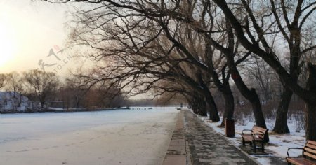 冬天湖边的柳树