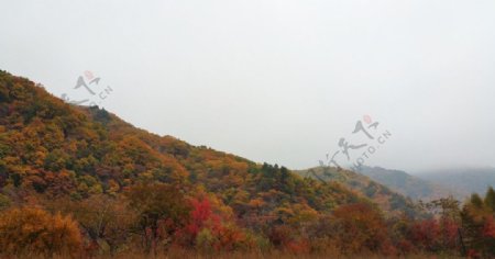 秋天彩色的山林