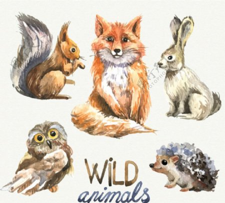 5款水彩绘野生动物矢量素材